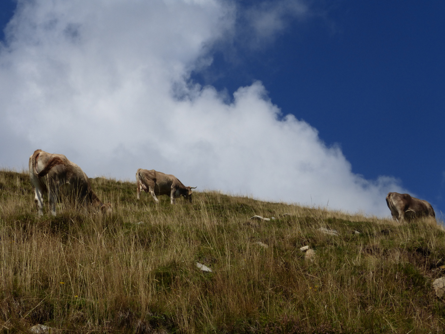 Kühe vor blauem Himmel