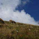 Kühe vor blauem Himmel