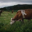 Kühe vor dem Sturm - Objektivtest