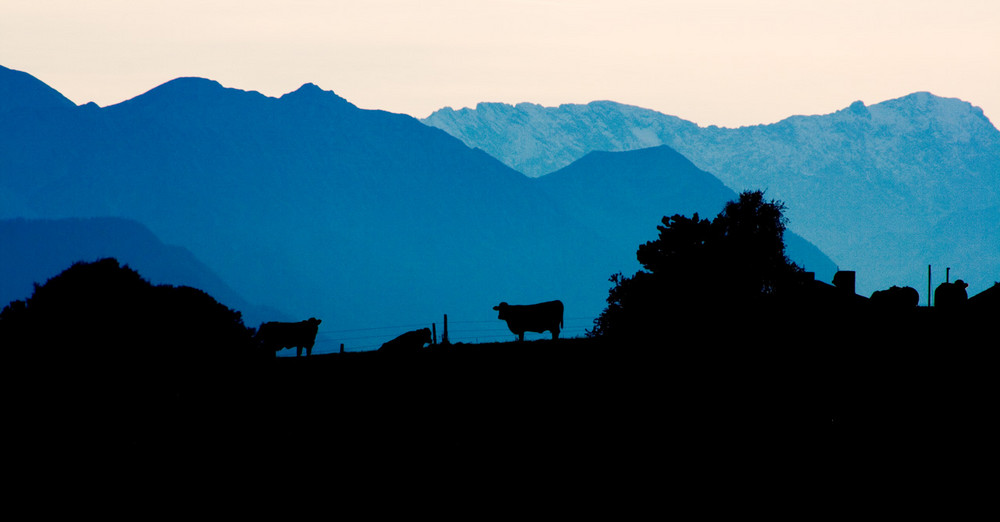 Kühe vor dem Zugspitzmassiv