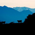 Kühe vor dem Zugspitzmassiv