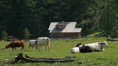 Kühe vor Hütte