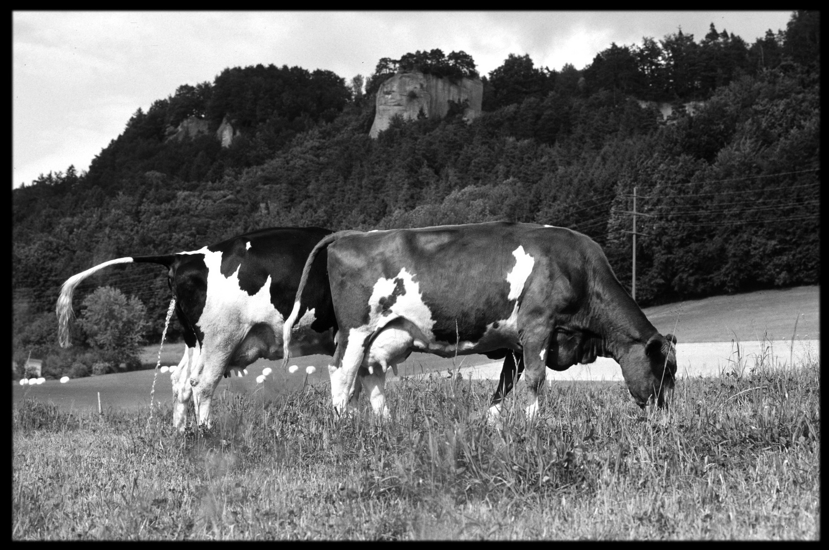 Kühe vor Stockernfels