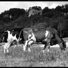 Kühe vor Stockernfels