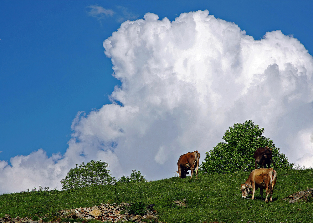 Kühe vor Wolke