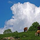 Kühe vor Wolke