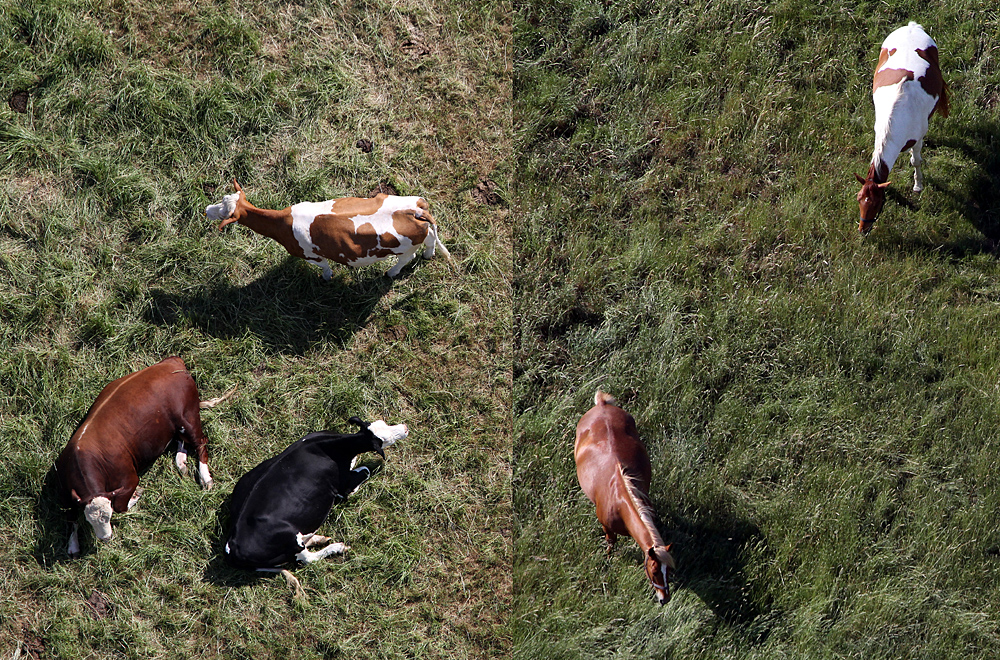 Kühe vs. Pferde...aus 200m Höhe doch leicht zu verwechseln ;-)