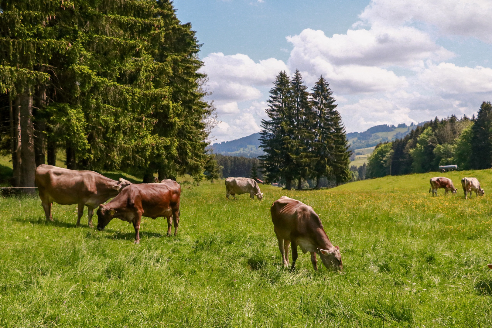 Kühe weiden friedlich