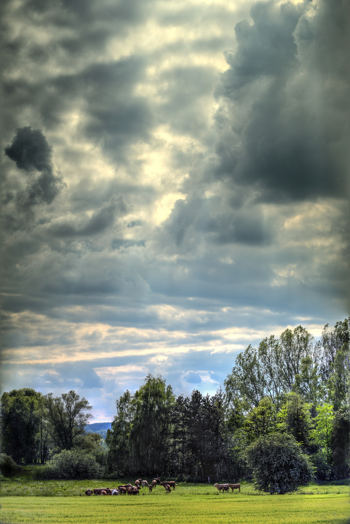 Kühe, Wolken, Bäume, Gras