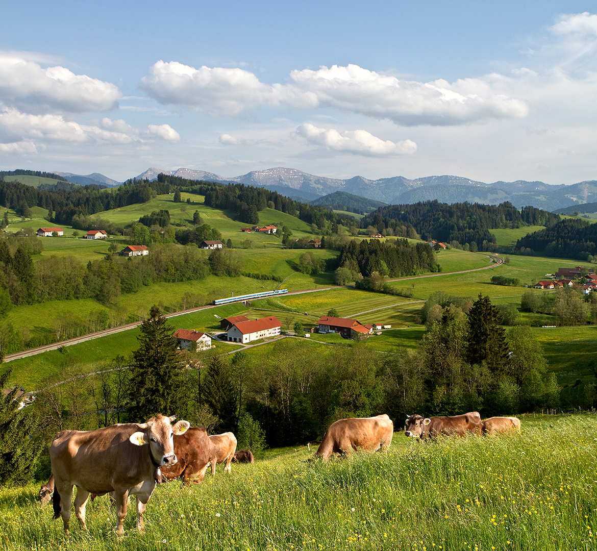 Kühe, Züge und Berge