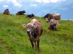 Kühe zwischen Glaubenberg und Entlebuch ...