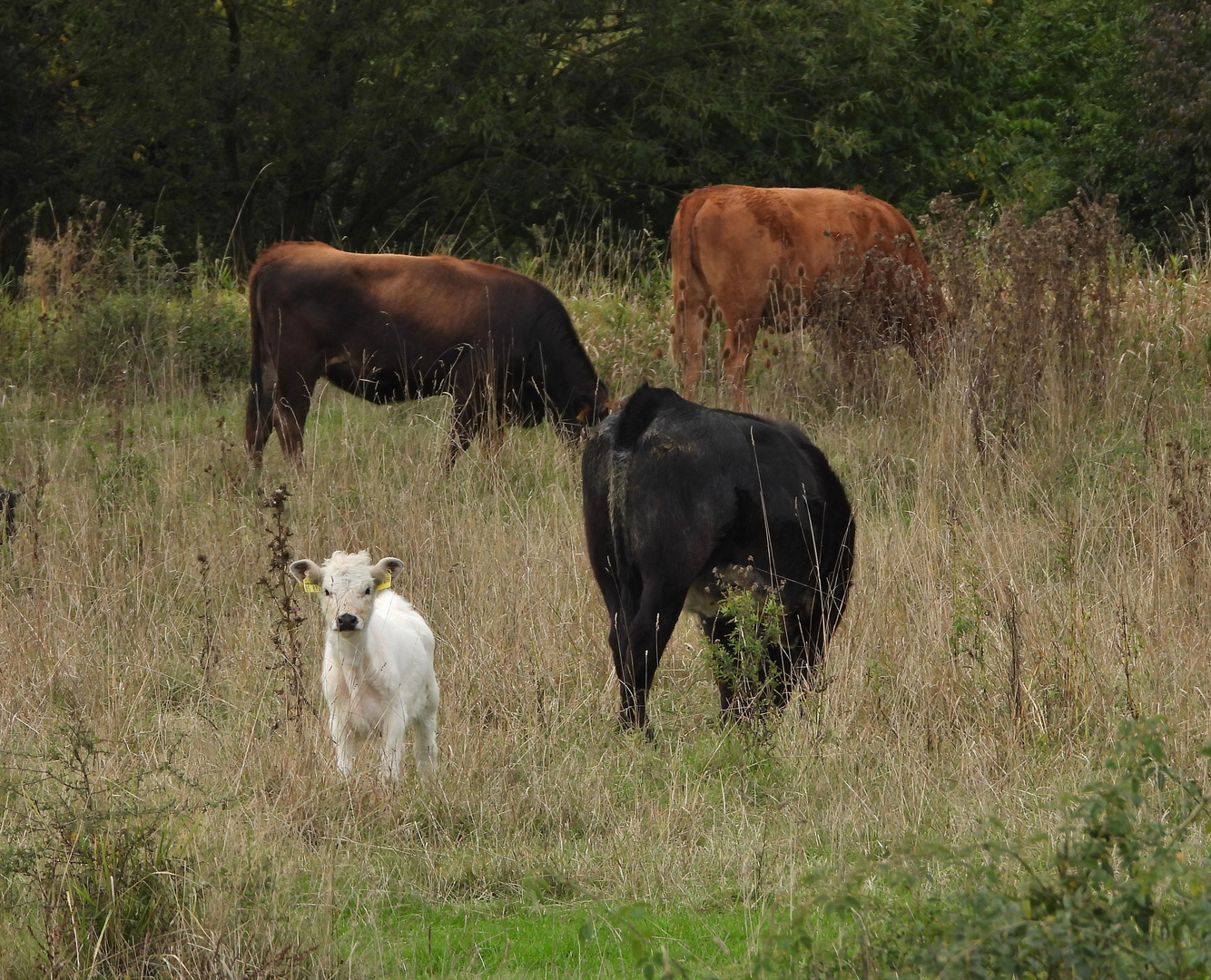 Kühe_Feuchtgebiet_01