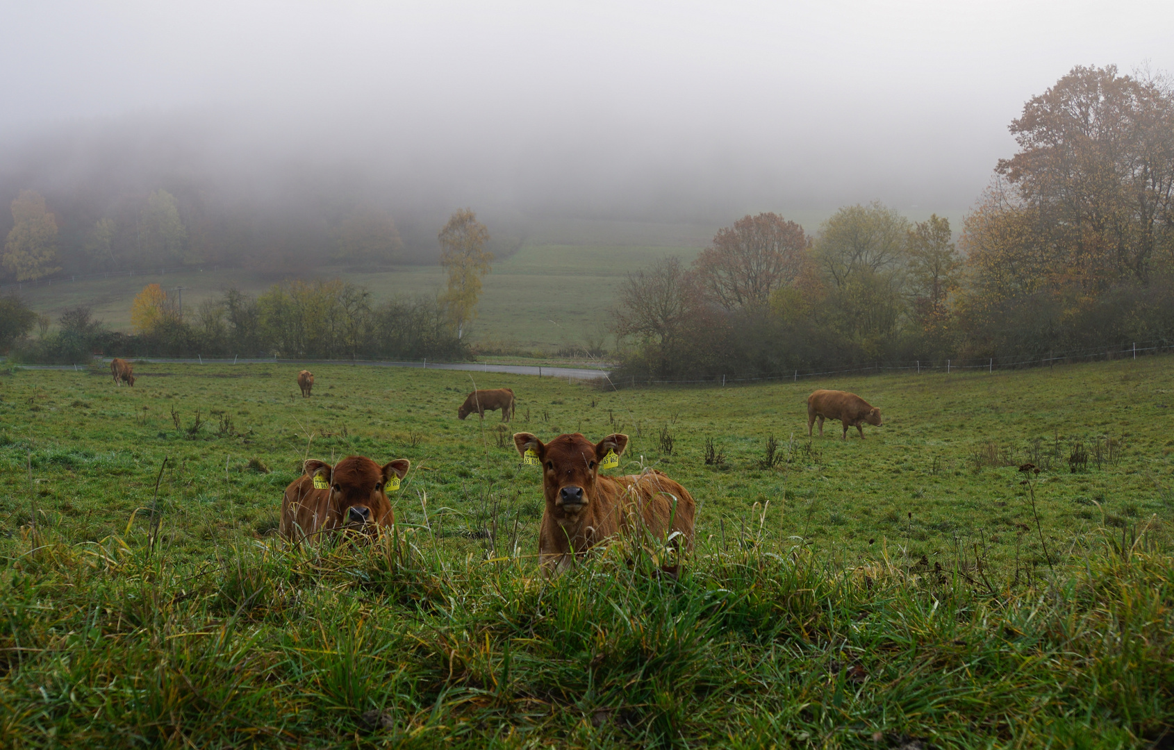 Kühe_Herbst