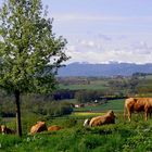 kühe......landschaft.....