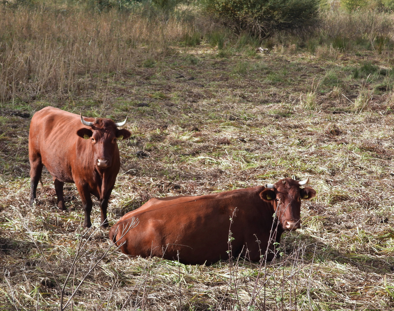 Kühe_Rotes Höhenvieh