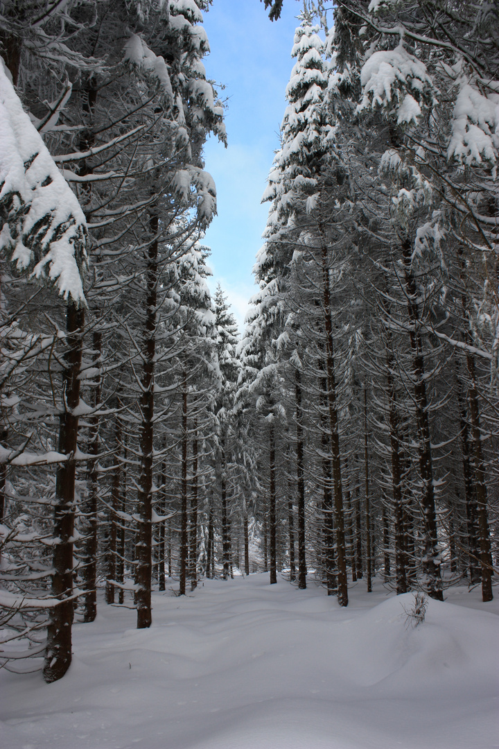 Kühhude bei Bad Berleburg