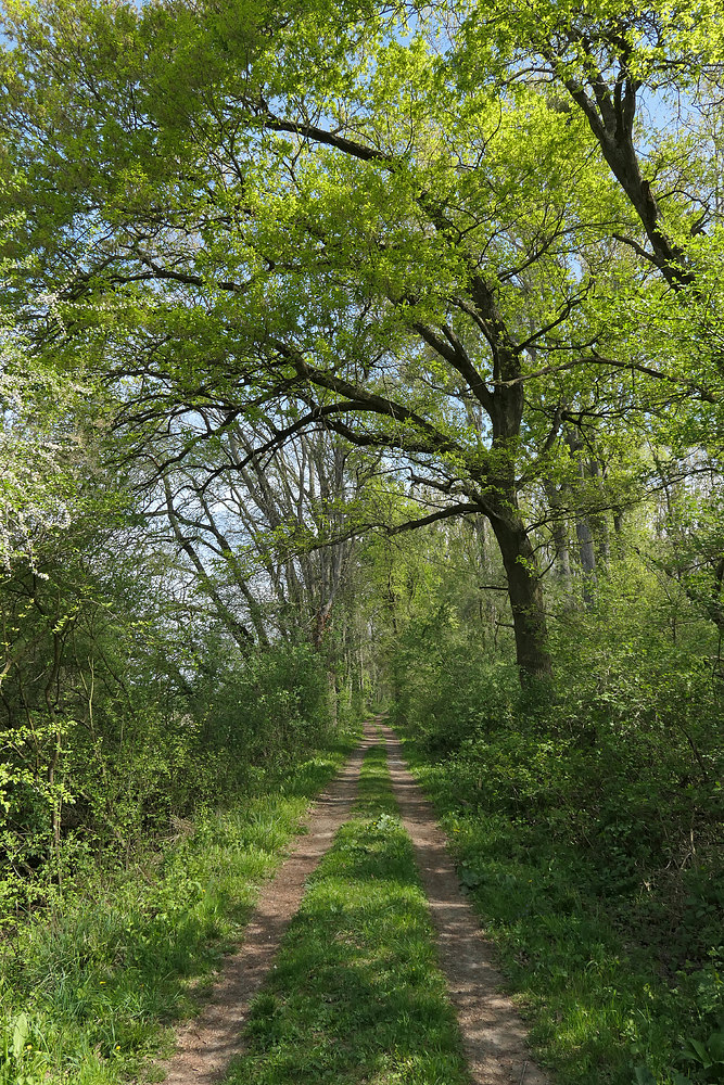 Kühkopf: Alte Eichen im Auwald 01