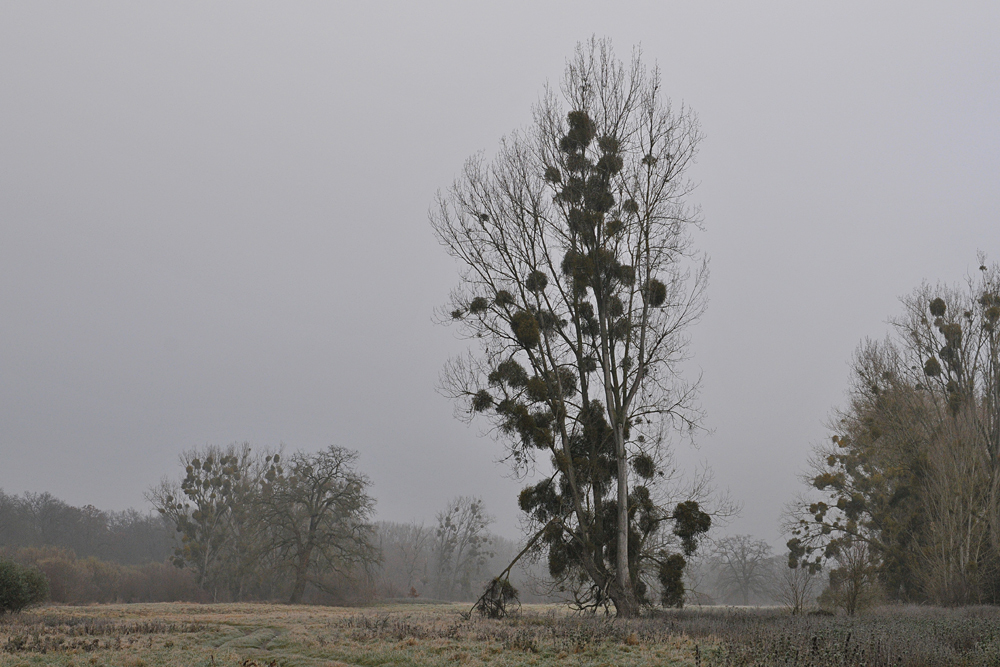 Kühkopf: Bei Reif und Morgennebel 06