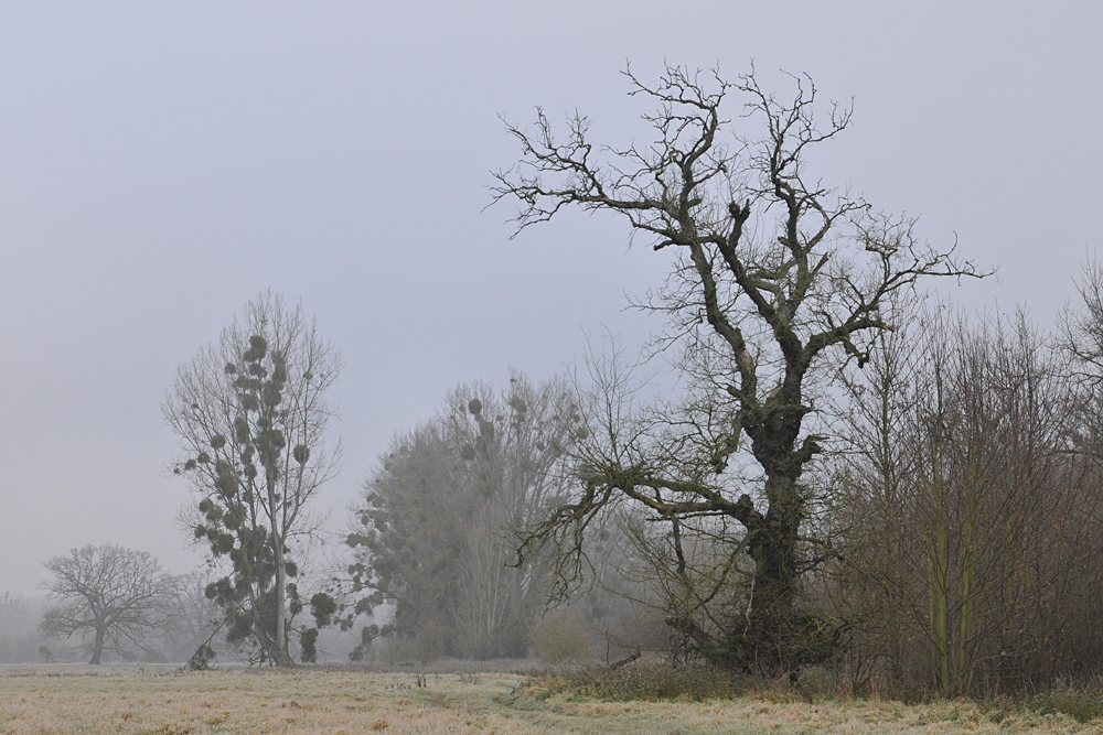 Kühkopf: Bei Reif und Morgennebel 08