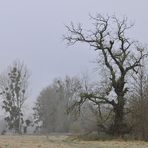 Kühkopf: Bei Reif und Morgennebel 08