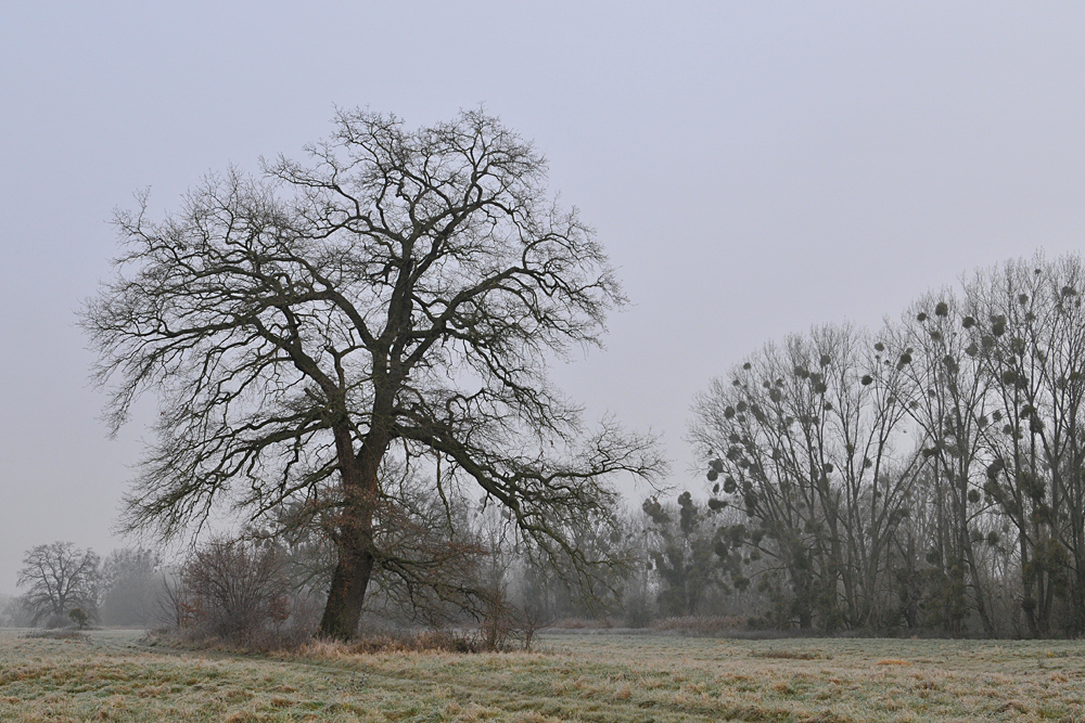 Kühkopf: Bei Reif und Morgennebel 09