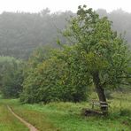 Kühkopf: Die alte Bank unterm Apfelbaum