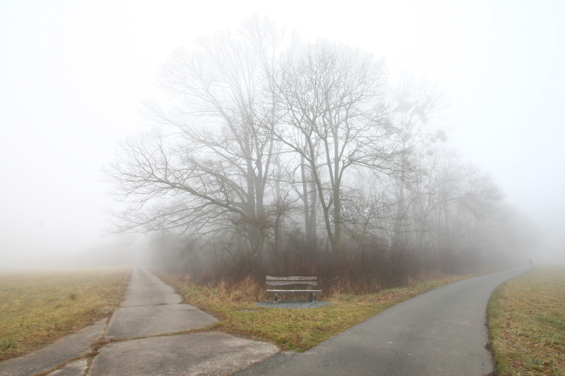 Kühkopf - Die Gabelung im Nebel