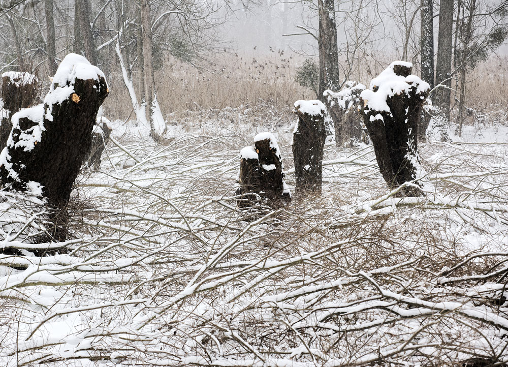 Kühkopf im Winter