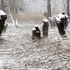 Kühkopf im Winter