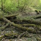 Kühkopf: Spaziergang durch den (zu trockenen) Auwald – das Wasser wird knapp 01