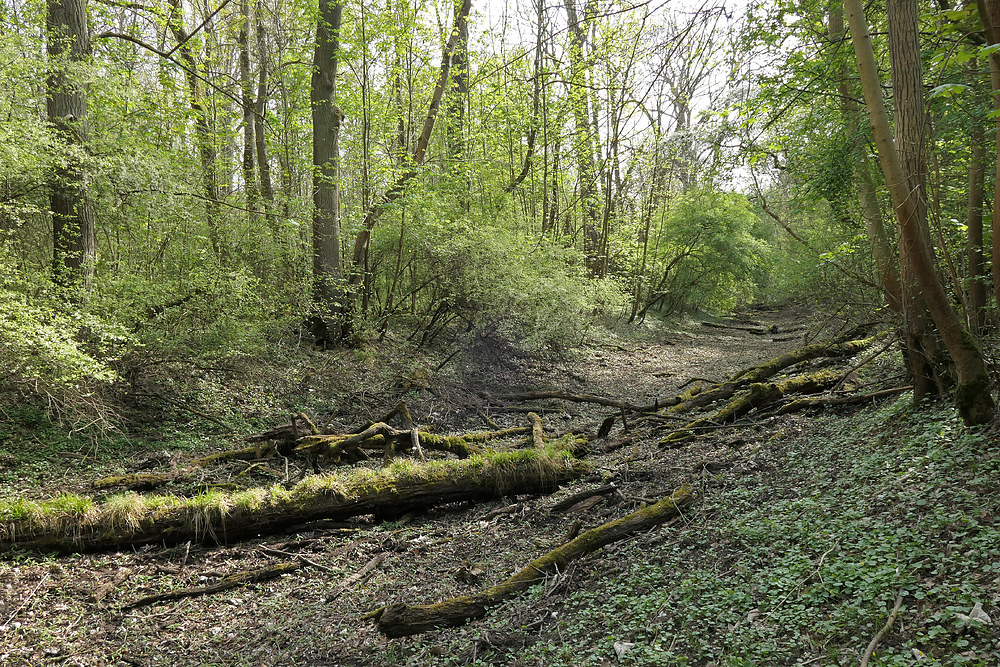 Kühkopf: Spaziergang durch den (zu trockenen) Auwald – das Wasser wird knapp 02