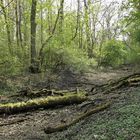 Kühkopf: Spaziergang durch den (zu trockenen) Auwald – das Wasser wird knapp 02