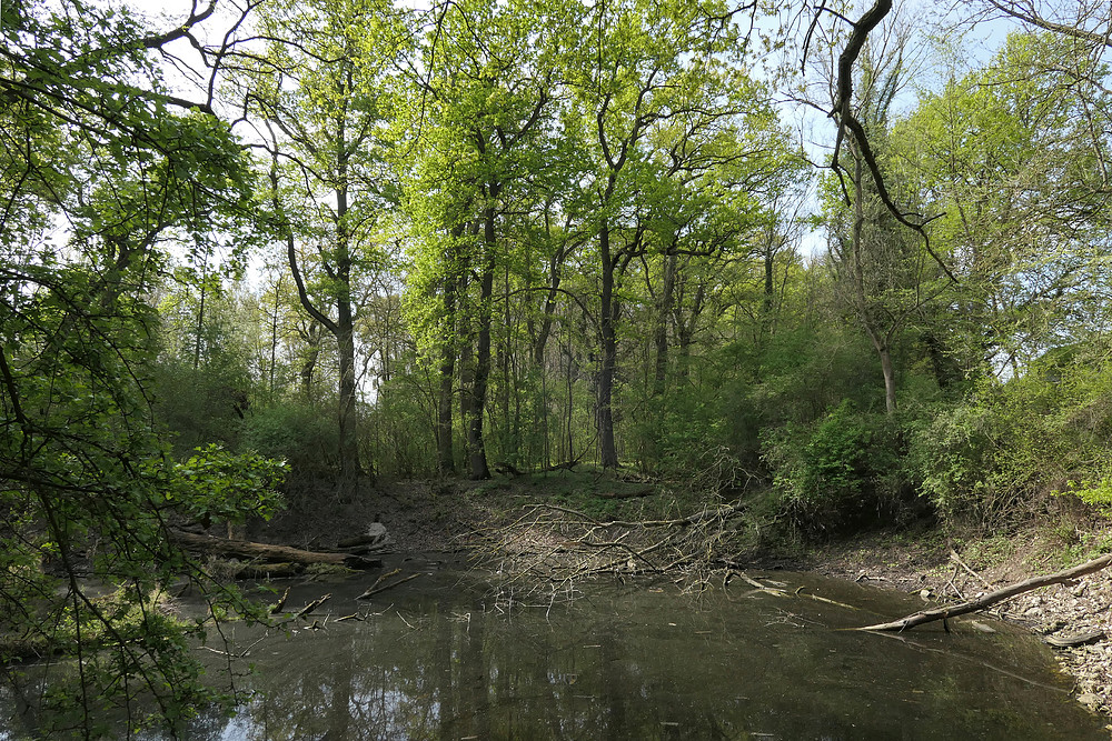 Kühkopf: Spaziergang durch den (zu trockenen) Auwald – das Wasser wird knapp 03