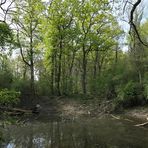 Kühkopf: Spaziergang durch den (zu trockenen) Auwald – das Wasser wird knapp 03