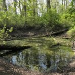 Kühkopf: Spaziergang durch den (zu trockenen) Auwald – das Wasser wird knapp 04