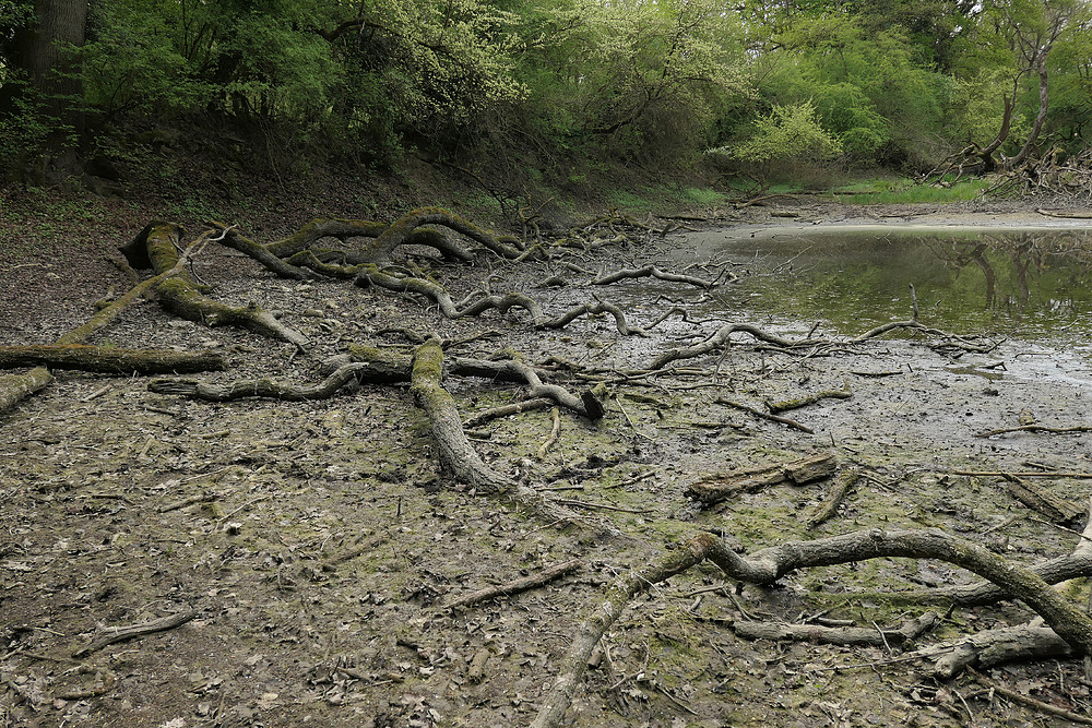 Kühkopf: Spaziergang durch den (zu trockenen) Auwald – das Wasser wird knapp 07