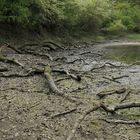 Kühkopf: Spaziergang durch den (zu trockenen) Auwald – das Wasser wird knapp 07