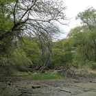 Kühkopf: Spaziergang durch den (zu trockenen) Auwald – das Wasser wird knapp 08