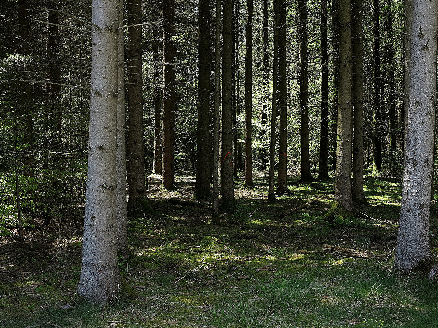 Kühl und angenehm ists im Wald