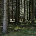 Kühl und angenehm ists im Wald