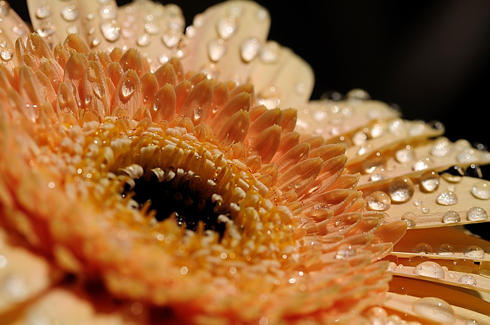 kühle Erfrischung für eine Gerbera