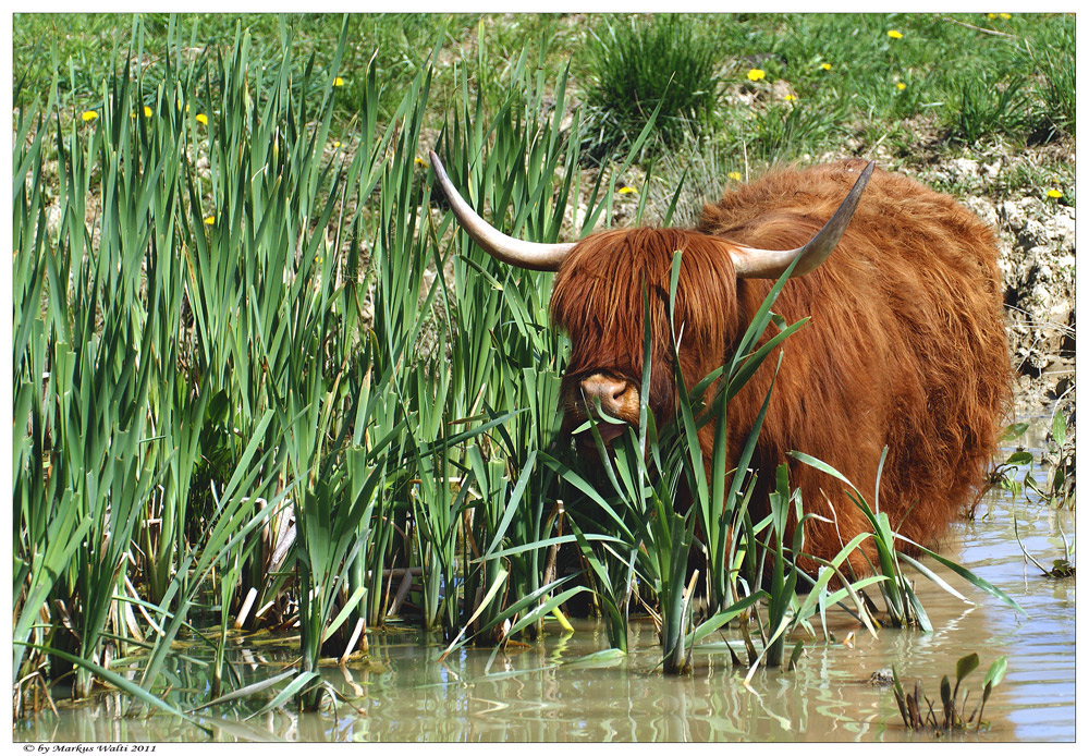 Kühle Hufe , lecker Futter