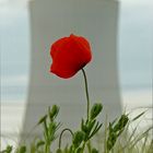 kühler Mohn