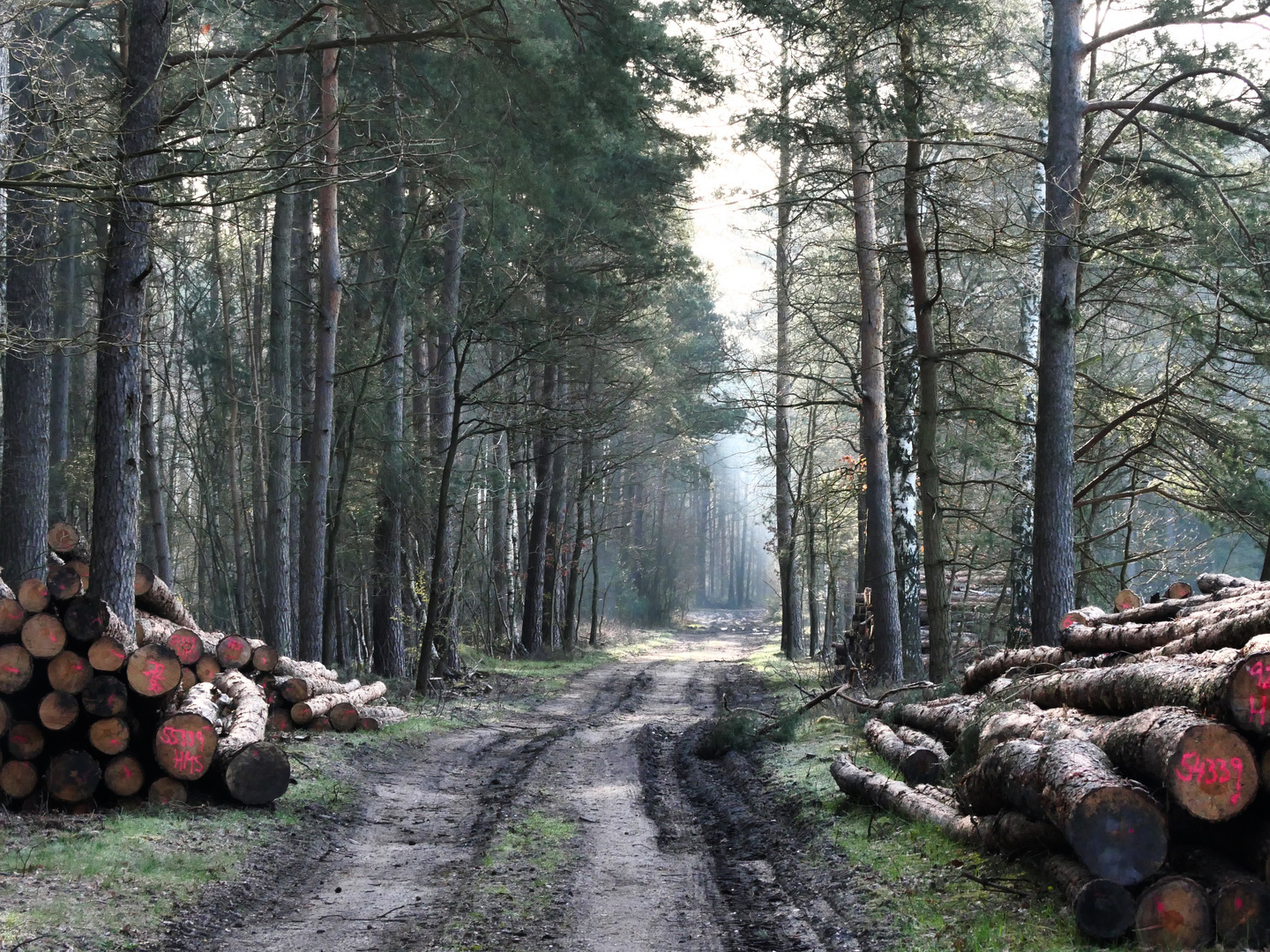 Kühler Morgen im Wald bei Soltau