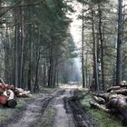 Kühler Morgen im Wald bei Soltau