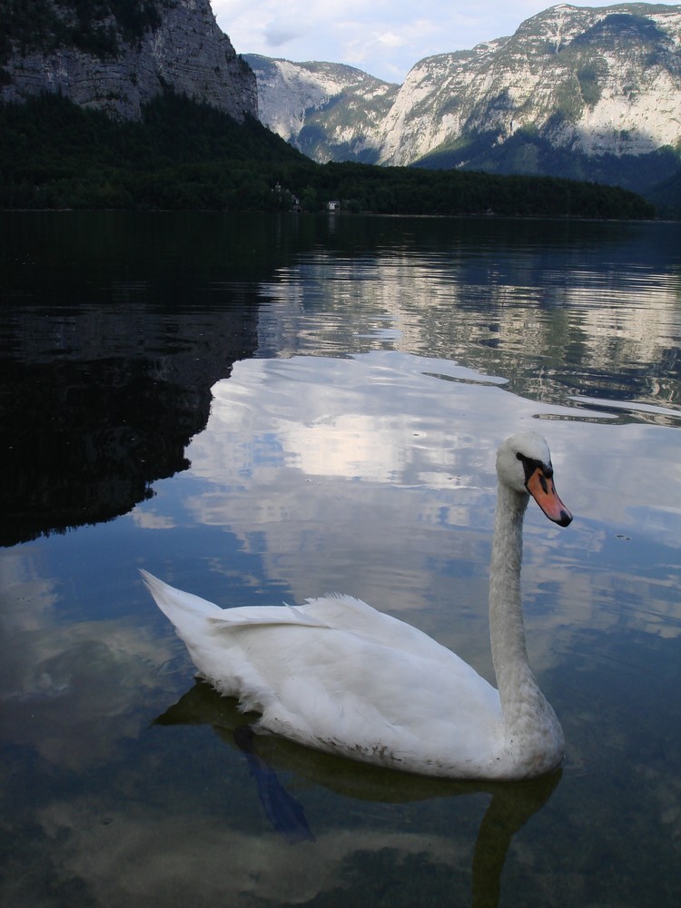 kühler Schwan....