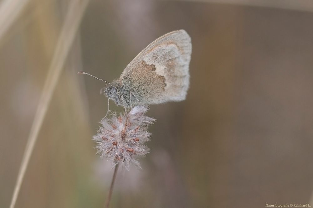  Kühler Sommermorgen