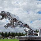 Kühlerfigur des Jaguar !