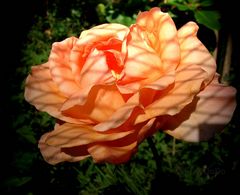 Kühlergitter Schatten auf der Rose..........