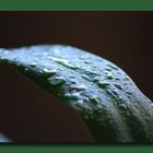 Kühles nass auf Grün